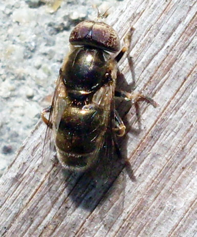 Eristalinus aeneus M (Syrphidae)